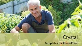 Presentation with vegetable garden - PPT theme consisting of smiling gardener planting lettuce background and a yellow colored foreground