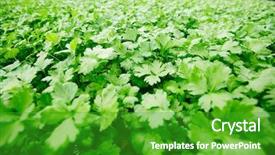  Presentation with grown - Cool new presentation theme with free biology - large plantation of green leaves backdrop and a shamrock green colored foreground