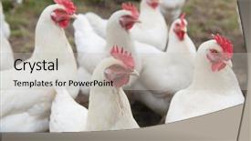 Presentation with chicken poultry farm white layer - PPT theme consisting of free biology - several white chicken walking background and a light gray colored foreground