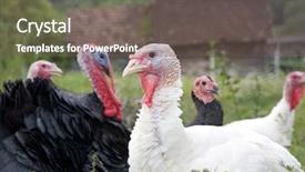  Presentation with farm - Audience pleasing presentation design consisting of free birds - turkey organic farm backdrop and a gray colored foreground