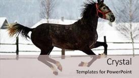  Presentation with horse - Beautiful PPT theme featuring free blood - beautiful horse playing outdoor backdrop and a light gray colored foreground