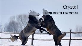  Presentation with win in a thoroughbred horse - Colorful theme enhanced with free blood - beautiful horse playing outdoor backdrop and a light blue colored foreground