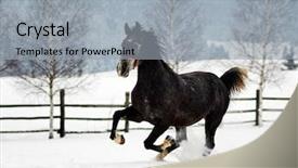  Presentation with horse - PPT theme consisting of free blood - beautiful horse playing outdoor background and a light gray colored foreground