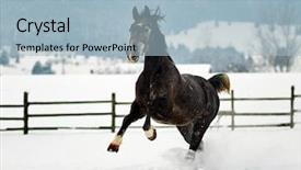  Presentation with horse - Cool new PPT layouts with free blood - beautiful horse playing outdoor backdrop and a light blue colored foreground