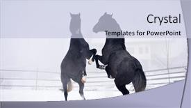  Presentation with horse - Presentation design consisting of free blood - beautiful horse playing outdoor background and a  colored foreground