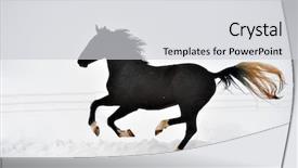  Presentation with win in a thoroughbred horse - Presentation with free blood - beautiful horse running in winter background and a light gray colored foreground