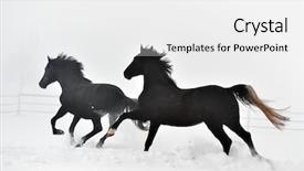  Presentation with horse - Beautiful slides featuring free blood - beautiful horse running in winter backdrop and a  colored foreground