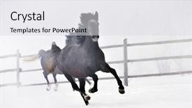  Presentation with horse - Amazing PPT theme having free blood - beautiful horse running in winter backdrop and a light gray colored foreground