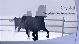  Presentation with blood - PPT theme with free blood - beautiful horse running in winter background and a light blue colored foreground