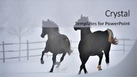  Presentation with blood - Amazing PPT layouts having free blood - beautiful horse running in winter backdrop and a  colored foreground