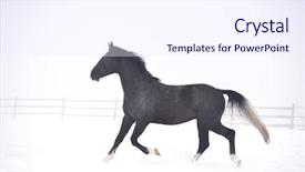  Presentation with horse - Theme consisting of free blood - beautiful horse running outdoor background and a sky blue colored foreground