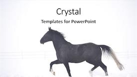  Presentation with win in a thoroughbred horse - Presentation theme having free blood - beautiful horse running outdoor background and a white colored foreground