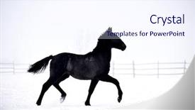  Presentation with win in a thoroughbred horse - Amazing PPT theme having free blood - beautiful horse running outdoor backdrop and a sky blue colored foreground