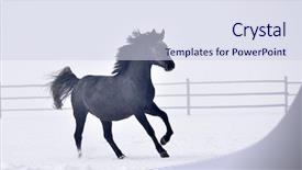  Presentation with win in a thoroughbred horse - Presentation theme consisting of free blood - beautiful horse running outdoor background and a  colored foreground