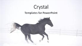  Presentation with win in a thoroughbred horse - Theme having free blood - beautiful horse running outdoor background and a  colored foreground