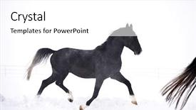  Presentation with horse - Presentation theme featuring free blood - beautiful horse running outdoor background and a white colored foreground