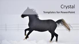  Presentation with win in a thoroughbred horse - Amazing slide deck having free blood - beautiful horse running outdoor backdrop and a  colored foreground