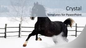  Presentation with horses - PPT theme with free blood - beautiful horses playing outdoor background and a  colored foreground