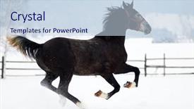  Presentation with horses - Presentation theme having free blood - beautiful horses playing outdoor background and a  colored foreground