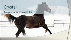  Presentation with horses and children - Beautiful theme featuring free blood - beautiful horses playing outdoor backdrop and a  colored foreground