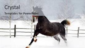  Presentation with horses - Slide deck featuring free blood - beautiful horses playing outdoor background and a  colored foreground