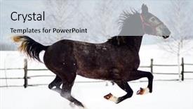  Presentation with horses - Slide set with free blood - beautiful horses playing outdoor background and a  colored foreground