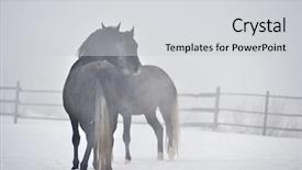  Presentation with horses - PPT theme consisting of free blood - beautiful horses playing outdoor background and a light gray colored foreground