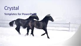  Presentation with horses - Audience pleasing PPT theme consisting of free blood - beautiful horses playing outdoor backdrop and a sky blue colored foreground