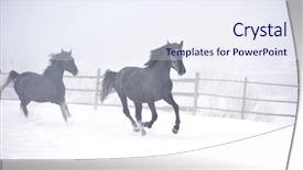  Presentation with blood - Cool new PPT layouts with free blood - beautiful horses playing outdoor backdrop and a sky blue colored foreground