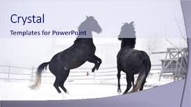  Presentation with horses - Cool new PPT layouts with free blood - beautiful horses playing outdoor backdrop and a sky blue colored foreground