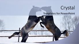  Presentation with horses - Amazing slide deck having free blood - beautiful horses running outdoor backdrop and a light blue colored foreground