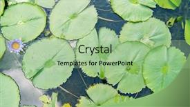  Presentation with lotus - Audience pleasing PPT theme consisting of free buddhism - lotus leaf background backdrop and a mint green colored foreground