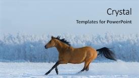  Presentation with horse racing - Presentation theme having free chestnut horse gallops across background and a light blue colored foreground