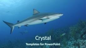  Presentation with shark - Amazing presentation theme having free coral fish background - caribbean reef shark backdrop and a ocean colored foreground