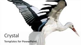  Presentation with crane - Colorful PPT layouts enhanced with free crane - bird image backdrop and a white colored foreground