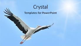  Presentation with crane - PPT theme having free crane - flying white stork sunlit background and a light blue colored foreground