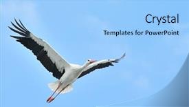  Presentation with blue sky - Presentation theme with free crane - white stork flying on blue background and a light blue colored foreground