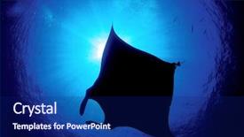  Presentation with free - Presentation theme having free diving - silhouette of a manta background and a navy blue colored foreground