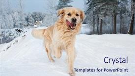  Presentation with free dog - Amazing PPT theme having free dog - golden retriever running backdrop and a sky blue colored foreground