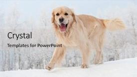  Presentation with free dog - Slides with portrait of beautiful sporty woman after working out holding water bottle background and a lemonade colored foreground