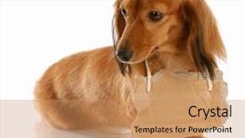  Presentation with free dog - Slide deck enhanced with free dog - miniature long haired dachshund wearing background and a coral colored foreground