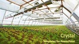  Presentation with business growing - Presentation theme featuring agro business - perspective view of long plantation background and a tawny brown colored foreground