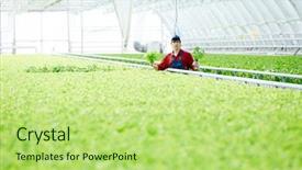  Presentation with agricultural engineering - PPT layouts consisting of engineering free - young agricultural specialist holding two background and a yellow colored foreground