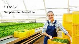  Presentation with staff - Theme consisting of agro business - young staff of hothouse picking background and a white colored foreground