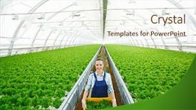  Presentation with food market - Cool new PPT theme with food engineering - young woman in uniform carrying backdrop and a cream colored foreground
