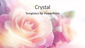  Presentation with pink rose - Cool new PPT layouts with beautiful flowers made with color backdrop and a pink colored foreground