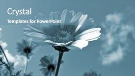  Presentation with plant biology - PPT layouts featuring free plant biology - chrysanthemum on background blue sky background and a teal colored foreground