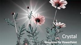  Presentation with chrysanthemum - Slides enhanced with cell sorting - flowerses of the chrysanthemum background and a gray colored foreground