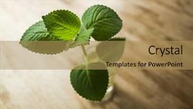  Presentation with chemistry leaves green leaf - Cool new slides with green leaves on glass bottle backdrop and a  colored foreground