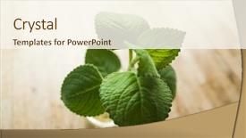  Presentation with green glass - Presentation theme featuring green leaves on glass bottle background and a  colored foreground